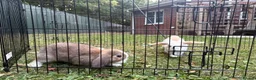 Mini Lop rabbits for sale: Beautiful mini lop babies  - Advert 7