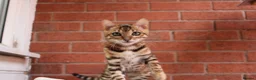 Bengal cats for sale: 🐾 Beautiful Bengal Kitten Aurora🐾 - Advert 5