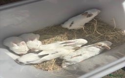 Mixed Breed rabbits for sale: Gorgeous baby bunny’s for sale  - Image 14