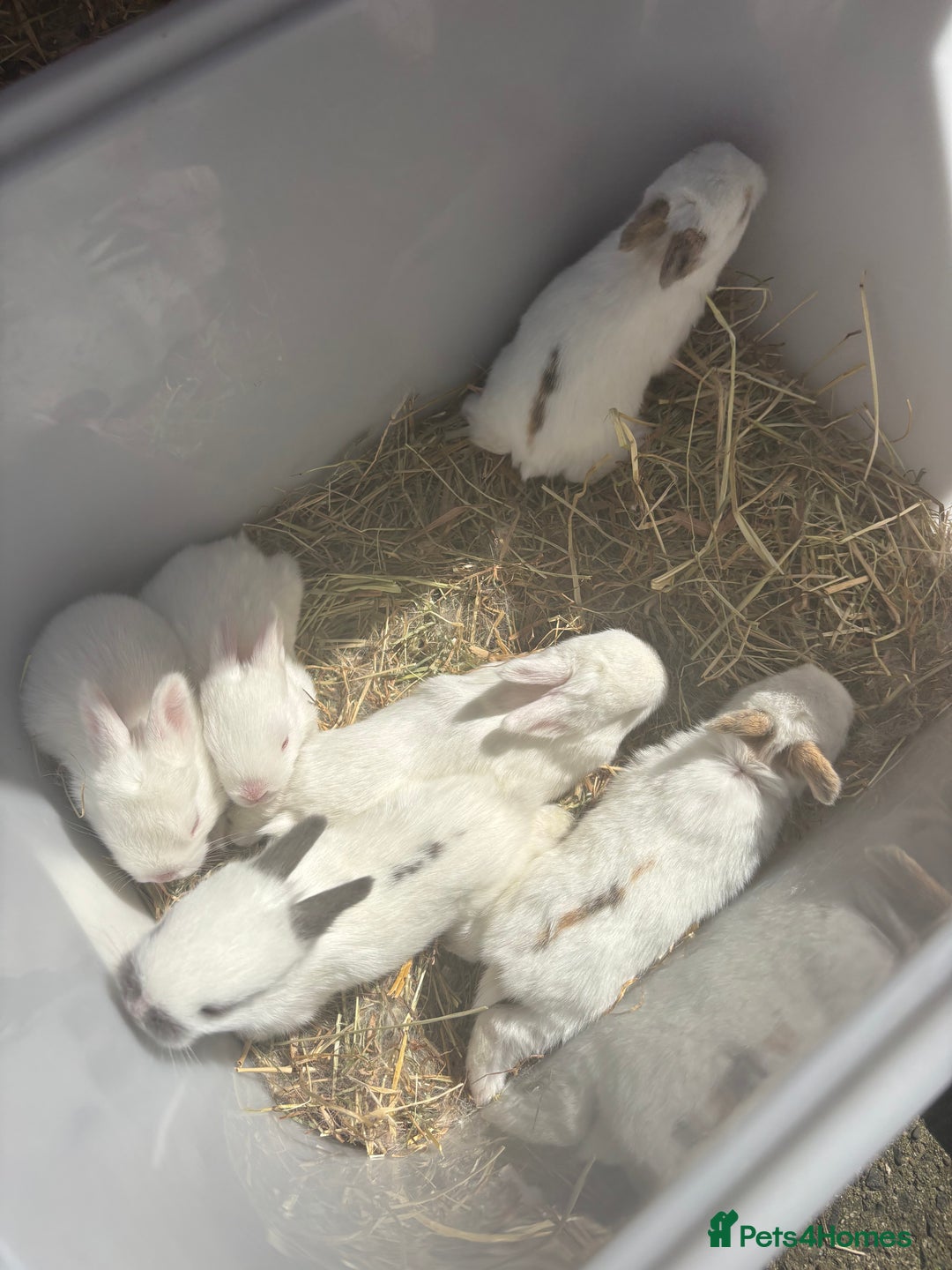 Mixed Breed rabbits for sale: Gorgeous baby bunny’s for sale  - Image 14