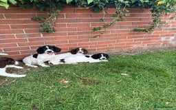 English Springer Spaniel dogs for sale: SIRED by IR FTCH Broomfield Abel of Sliabh - Image 8