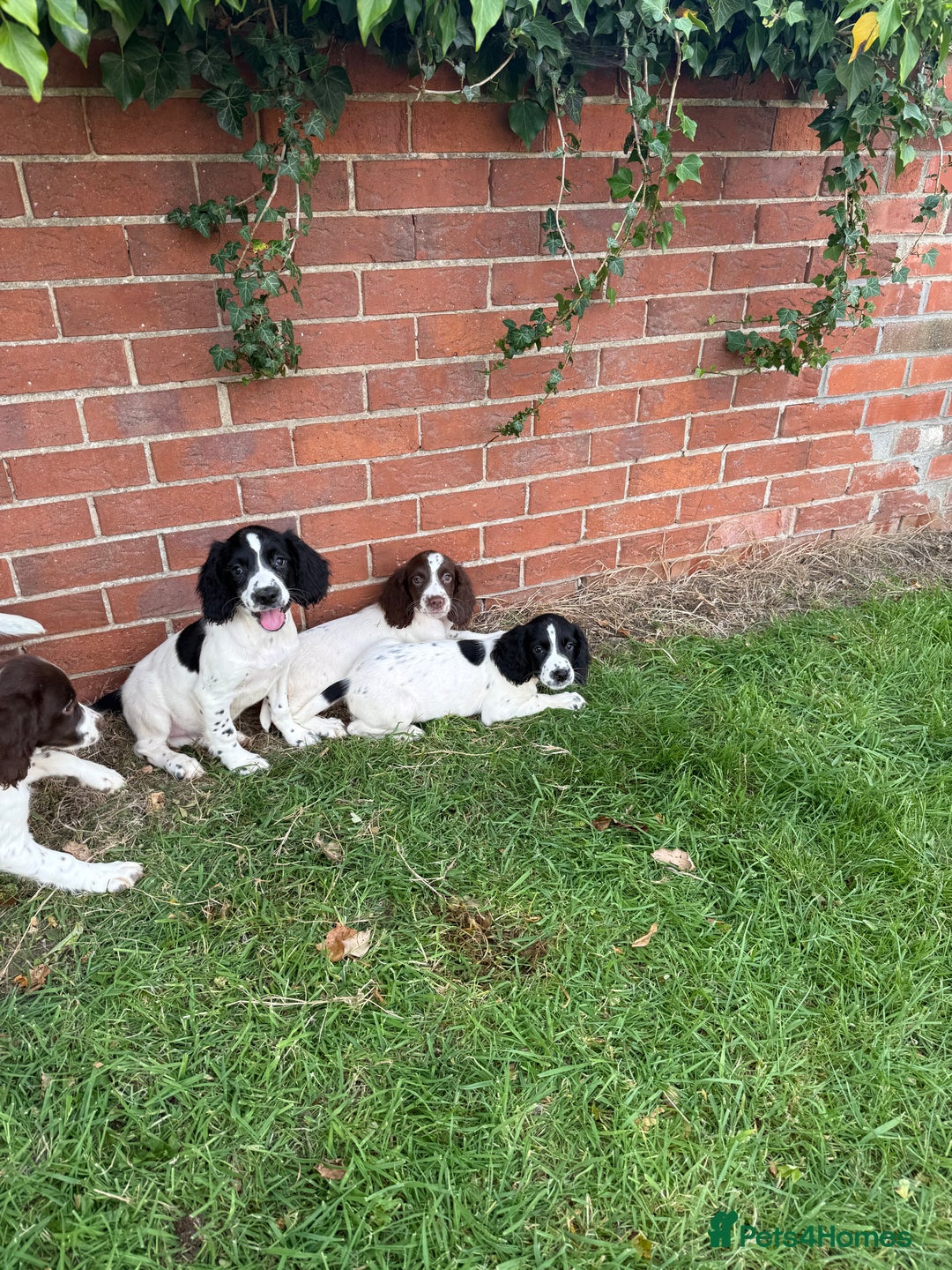 English Springer Spaniel dogs for sale: SIRED by IR FTCH Broomfield Abel of Sliabh - Image 8