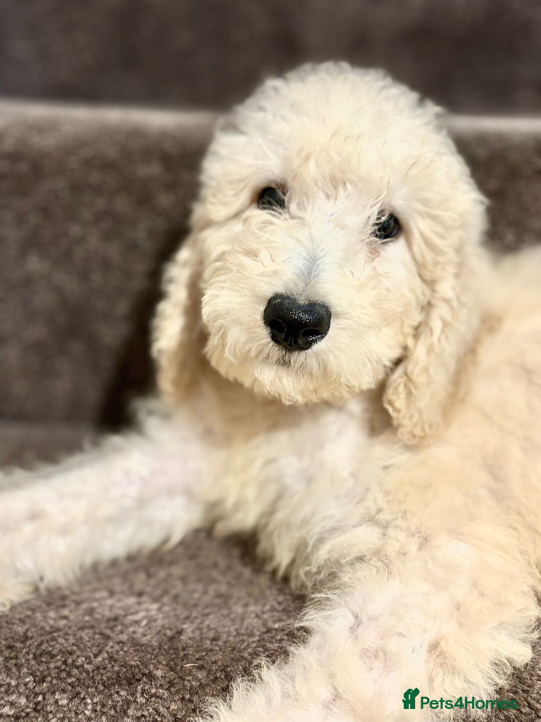 Bernedoodle dogs for sale: Bernedoodle standard F1b pups fluffy teddy bears - Advert 19