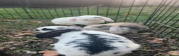 Mini Lop rabbits for sale: Mini Lop Bunnies - Advert 1
