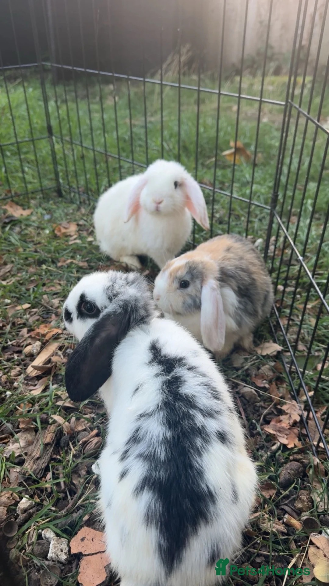 Mini Lop rabbits for sale: Mini Lop Bunnies - Advert 1