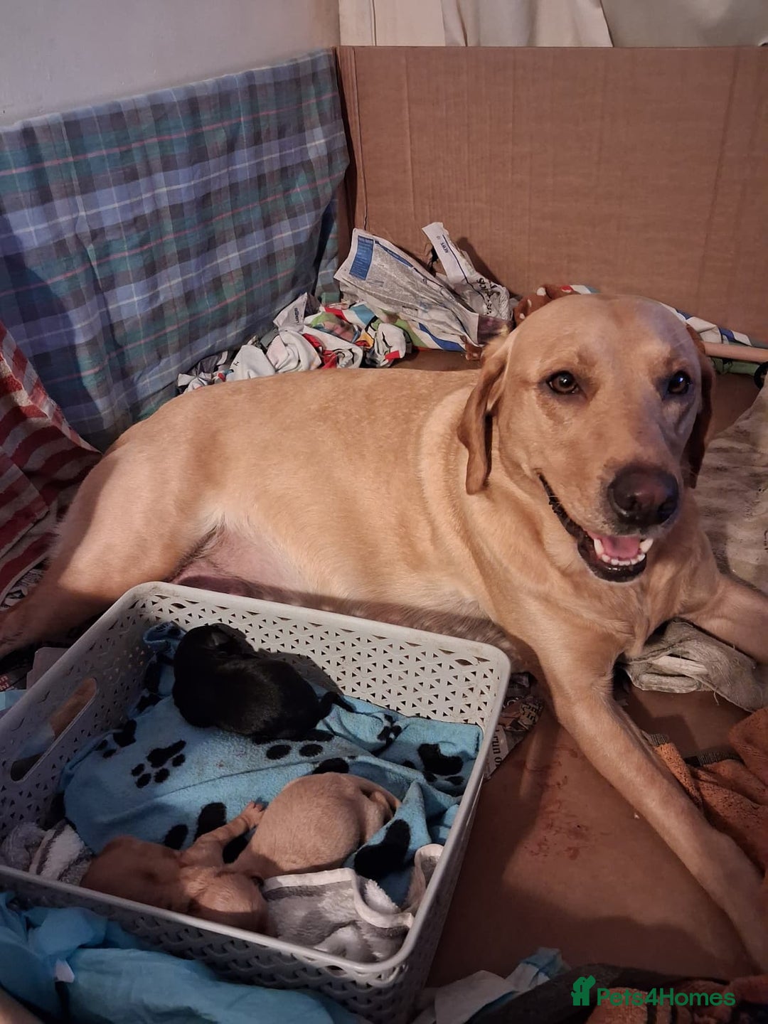 Labrador Retriever dogs for sale: Labrador Retriever Puppies (FIVE remaining) - Advert 10