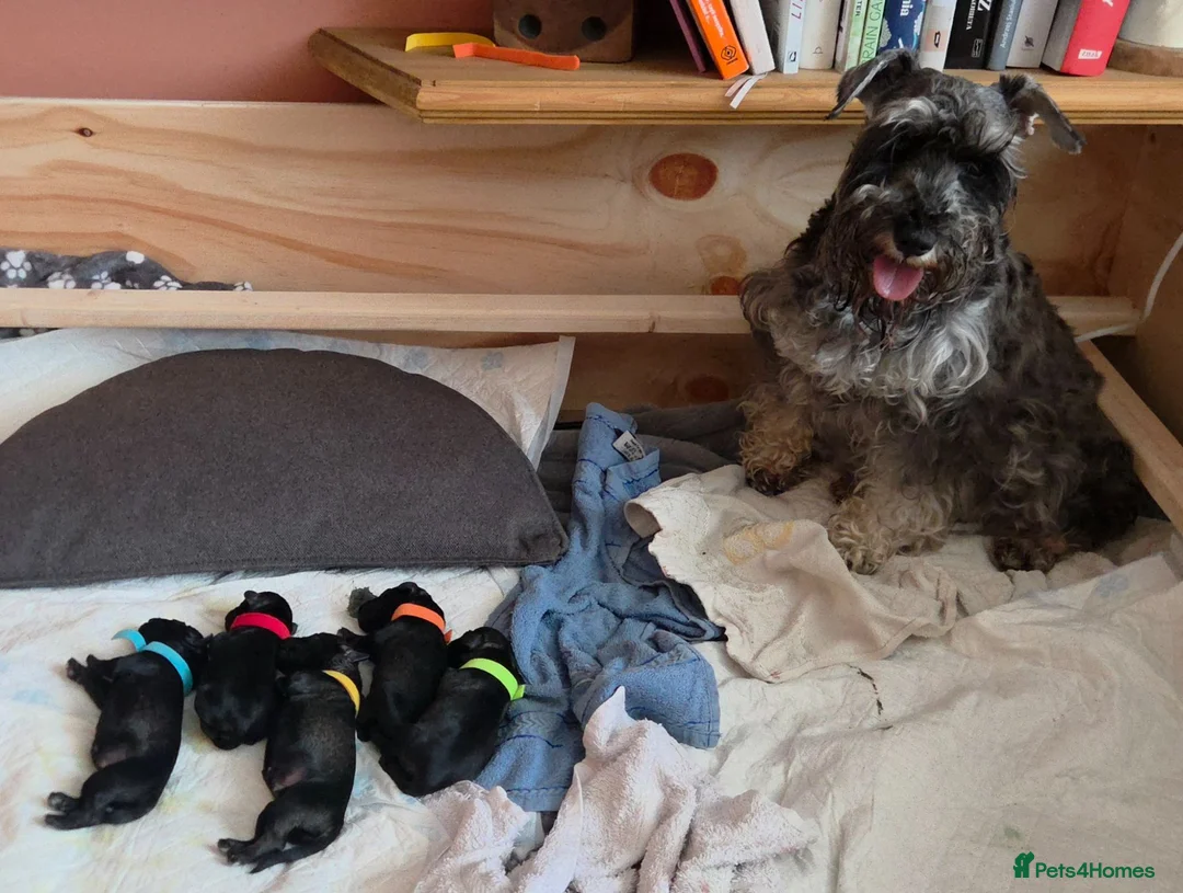 Miniature Schnauzer dogs for sale: Miniature Schnauzer Puppies – Salt & Pepper in Manchester - Advert 1