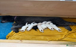 Standard Poodle dogs for sale: Standard poodle  - Image 1