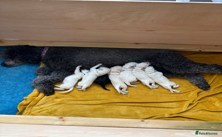 Standard Poodle dogs - Advert 1
