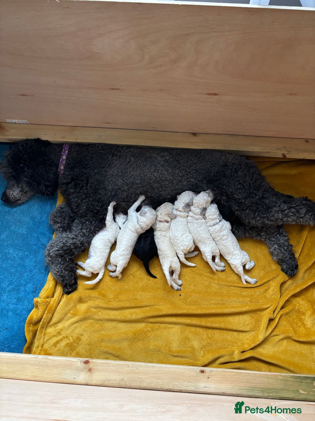 Standard Poodle dogs for sale: Standard poodle  - Image 1