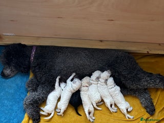 Standard Poodle dogs - Advert 4