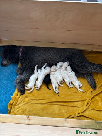Standard Poodle dogs - Advert 1