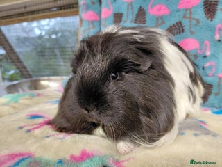 Guinea Pig rodents Baby PE Golden Sisters/Teddy/sheltie retired sows - Advert 2