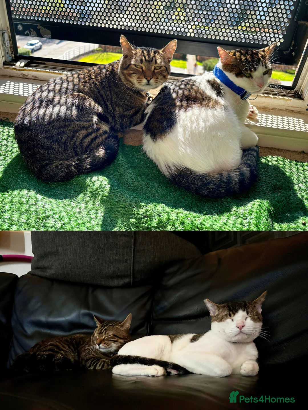 Mixed Breed cats for adoption: Life is a party with Scotch and Whisky! - Advert 5