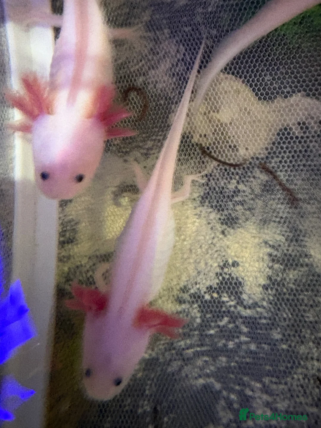 Axolotl reptiles for sale: Pink Axolotls in Rochester - Advert 2