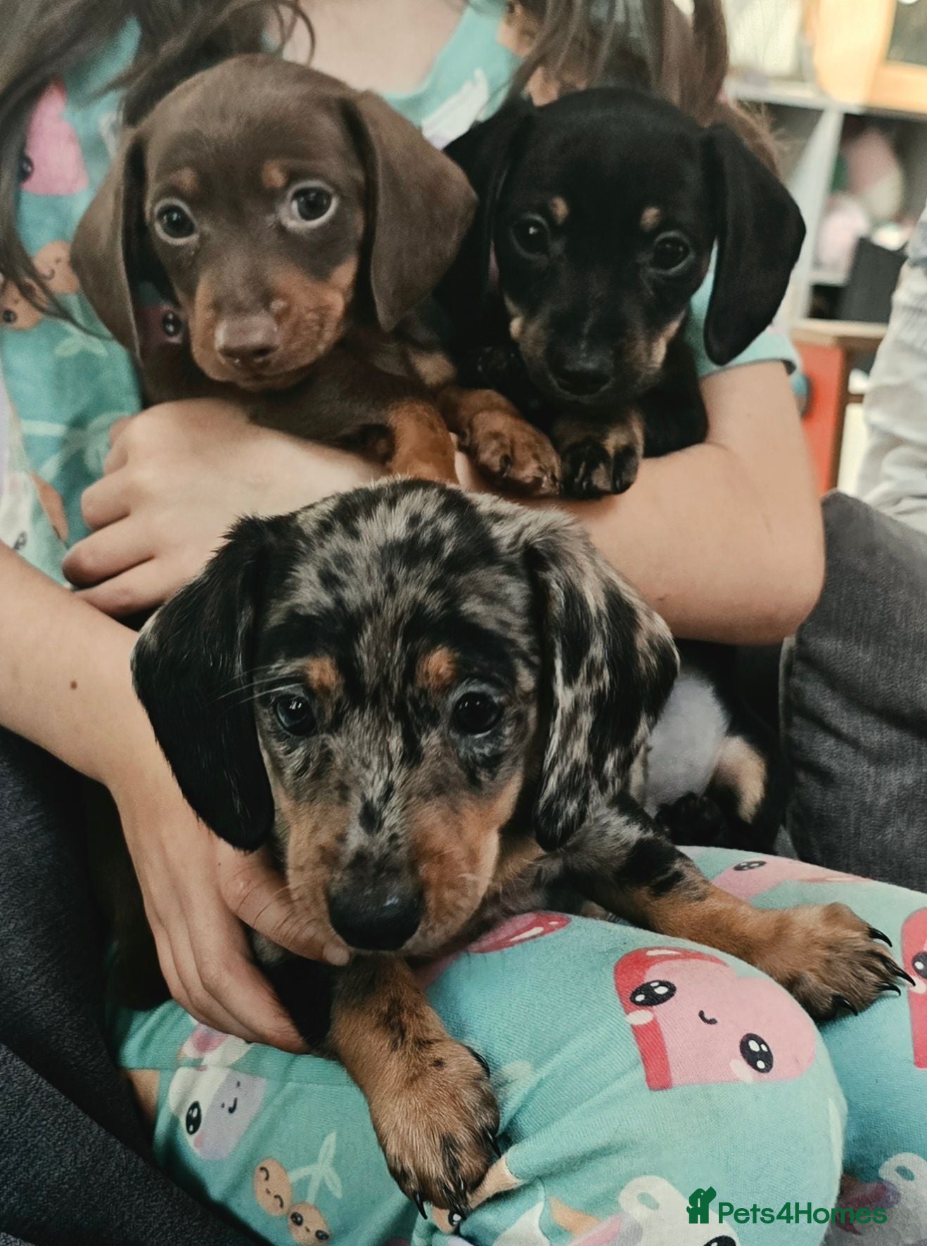 Dachshund dogs Beautiful dachshund/sausage dog pups for sale  - Advert 1