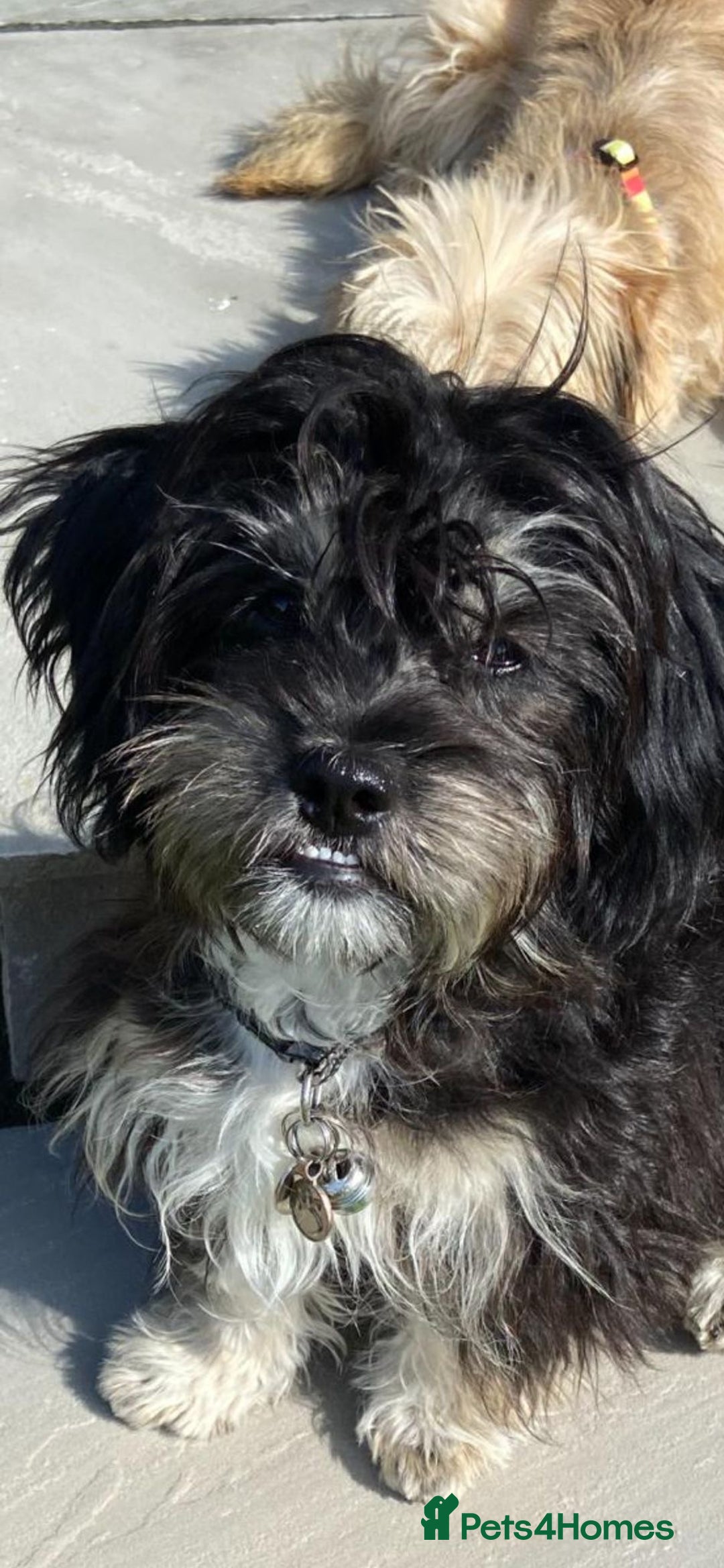 Mixed Breed dogs for adoption: Travis  - Image 13