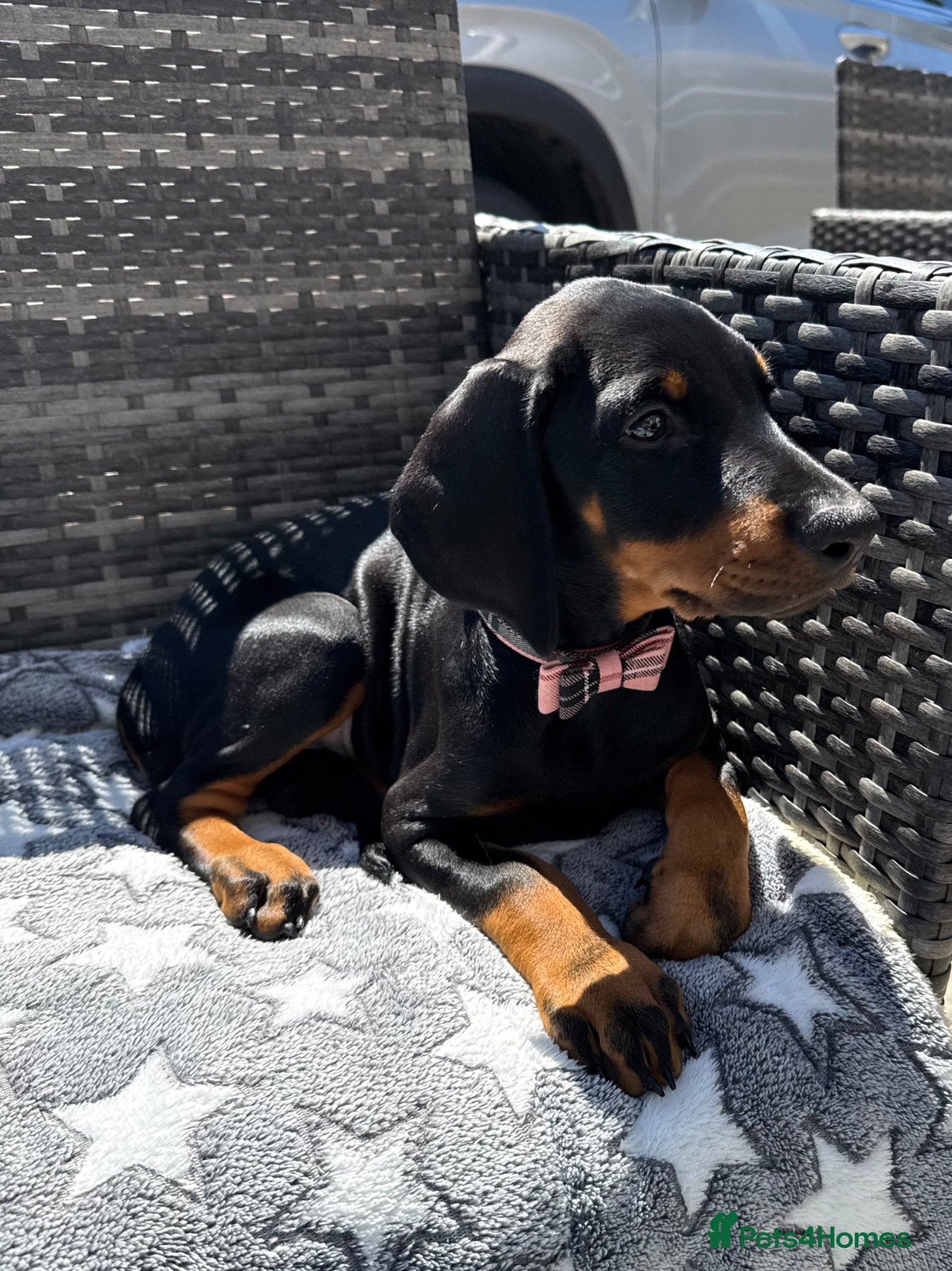Dobermann dogs Fully health tested, champion lines - Advert 1