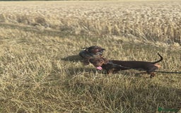 Miniature Dachshund dogs for stud: Miniature Chocolate Dachshund for stud - Image 7