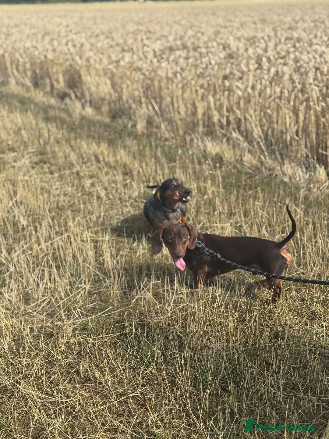 Miniature Dachshund dogs for stud: Miniature Chocolate Dachshund for stud - Image 7