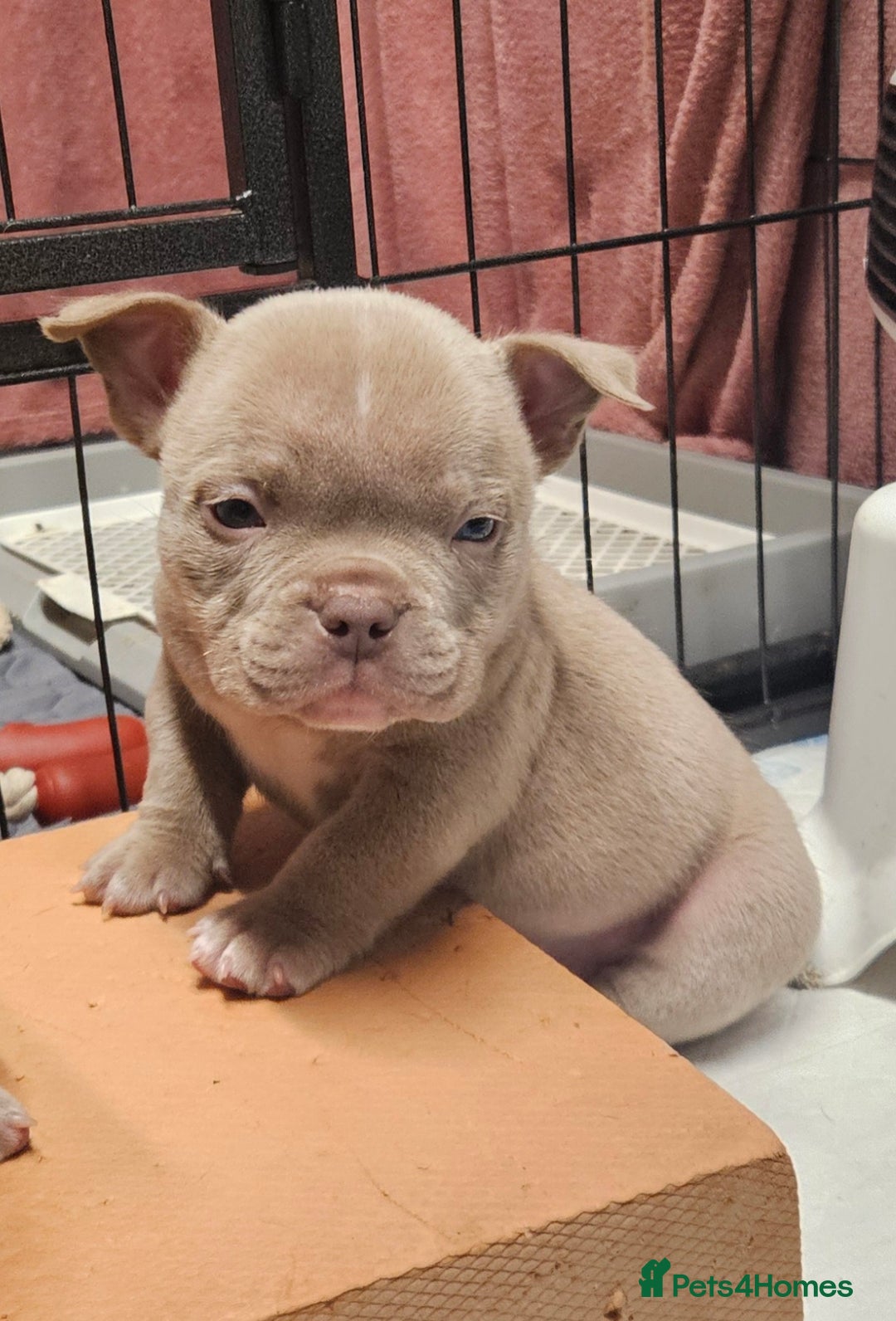 American Bully dogs for sale: Exotic Bullies - Advert 9