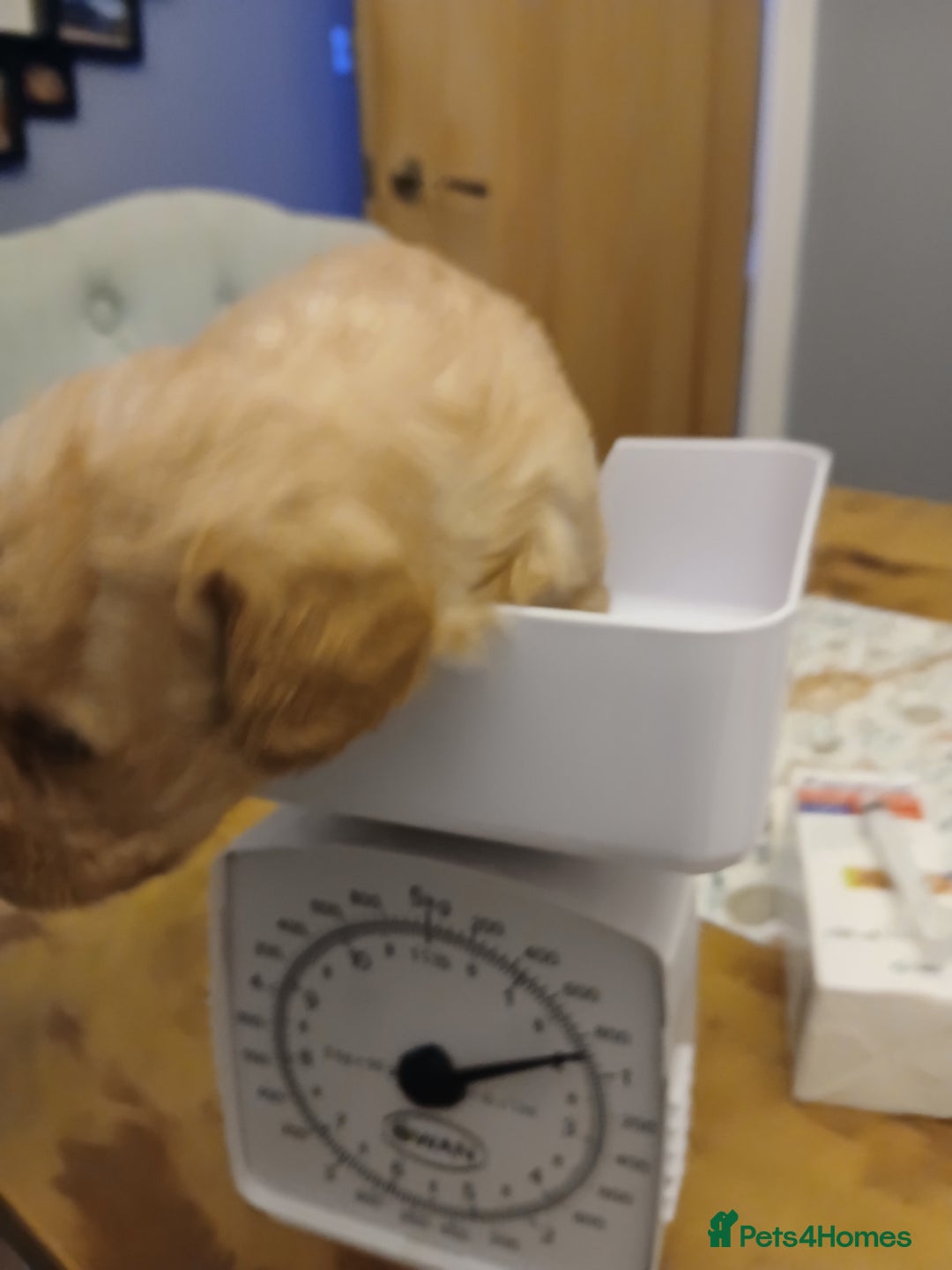 Schnoodle dogs for sale: Schnoodle puppies  - Advert 5