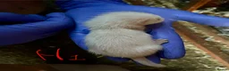 Ferret rodents for sale: Half angora silver/white  in Sherborne - Advert 4