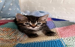 Mixed Breed cats for sale: Playful kittens ready to leave! - Image 13