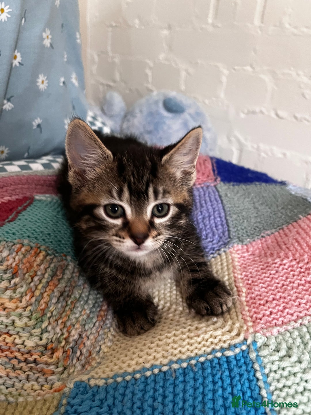 Mixed Breed cats for sale: Playful kittens ready to leave! - Image 13