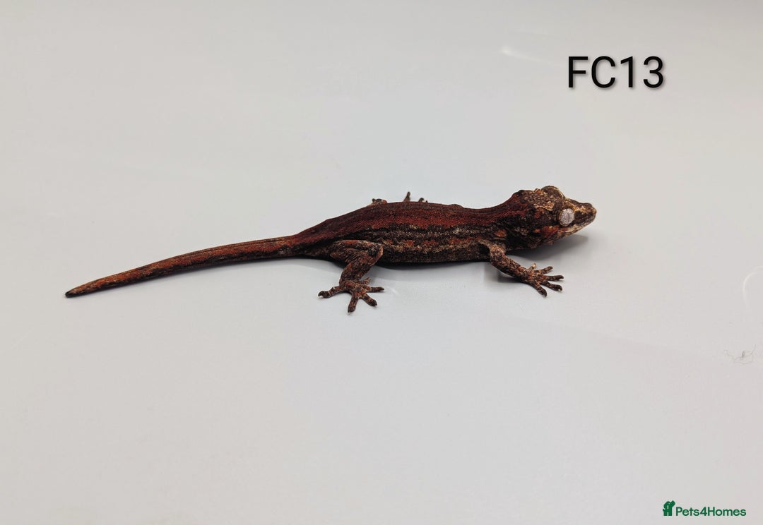 Gecko reptiles for sale: Red & Orange Stripe Gargoyle Gecko CB25  - Advert 5