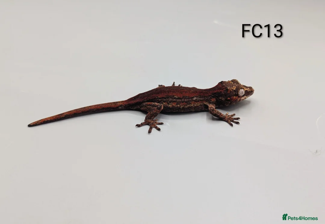 Gecko reptiles for sale: Red & Orange Stripe Gargoyle Gecko CB25  - Advert 5