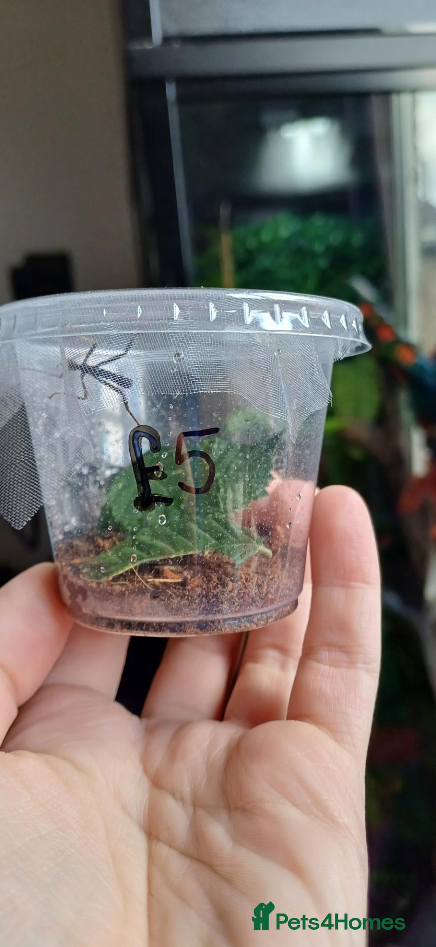Stick Insects invertebrates Baby Giant Spiney Stick Insects - Advert 3