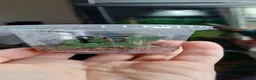 Stick Insects invertebrates for sale: Baby Giant Spiney Stick Insects - Advert 1