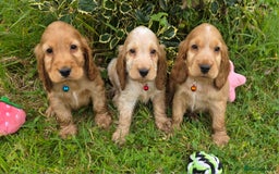 Cocker Spaniel dogs for sale: ⭐️ Show Type Cocker Spaniels ⭐️ - Image 4