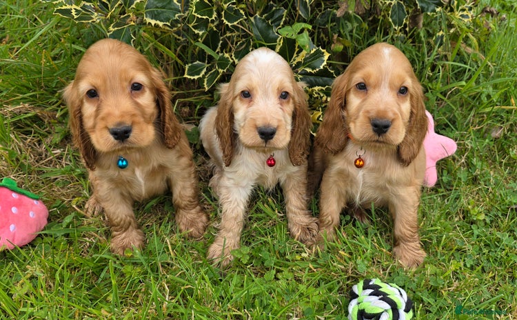 Cocker Spaniel dogs - Advert 6