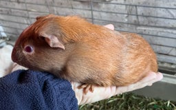 Guinea Pig rodents for sale: Beautiful baby Guinea pigs - Image 5