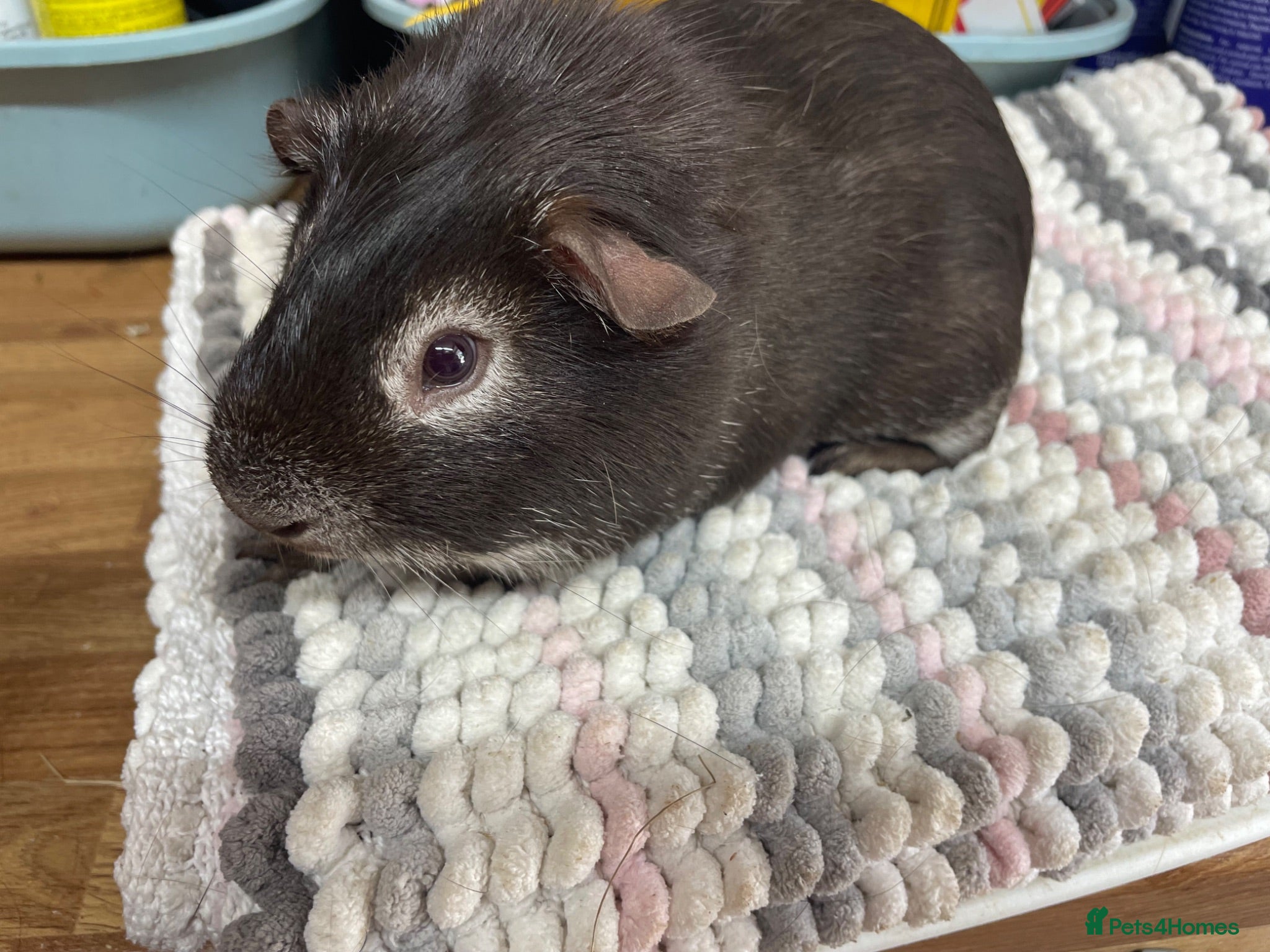 Guinea Pig rodents Two Pairs of Lovely Boys - Advert 1