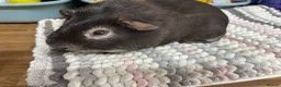 Guinea Pig rodents for sale: Two Pairs of Lovely Boys - Advert 1