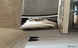 Ragdoll cats for sale: Ragdoll adult  Tica  - Image 21