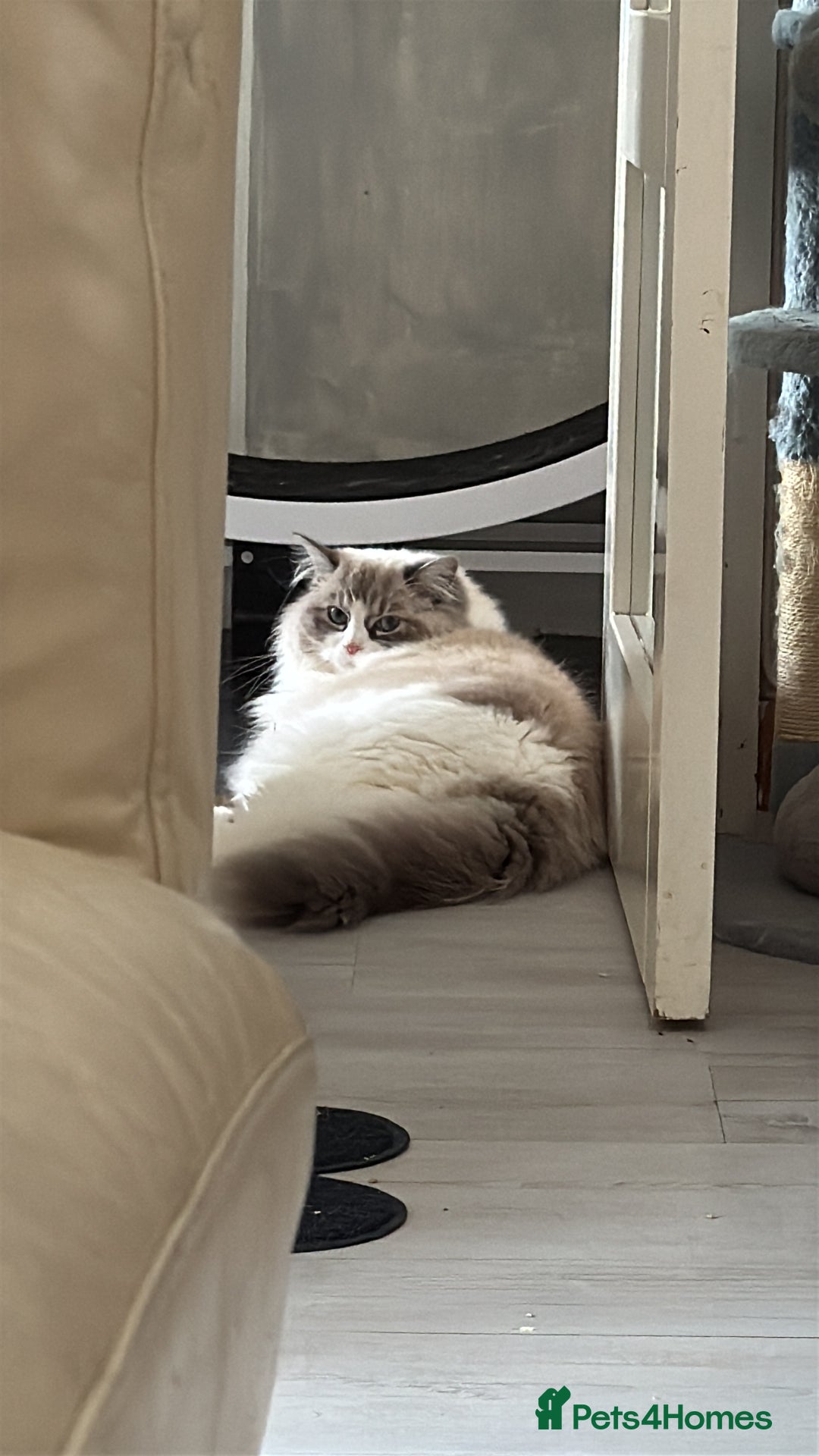 Ragdoll cats for sale: Ragdoll adult  Tica  - Image 21