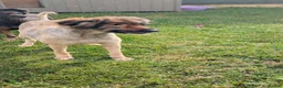 Mixed Breed dogs for adoption: Leela for adoption in Leigh-on-Sea - Advert 3