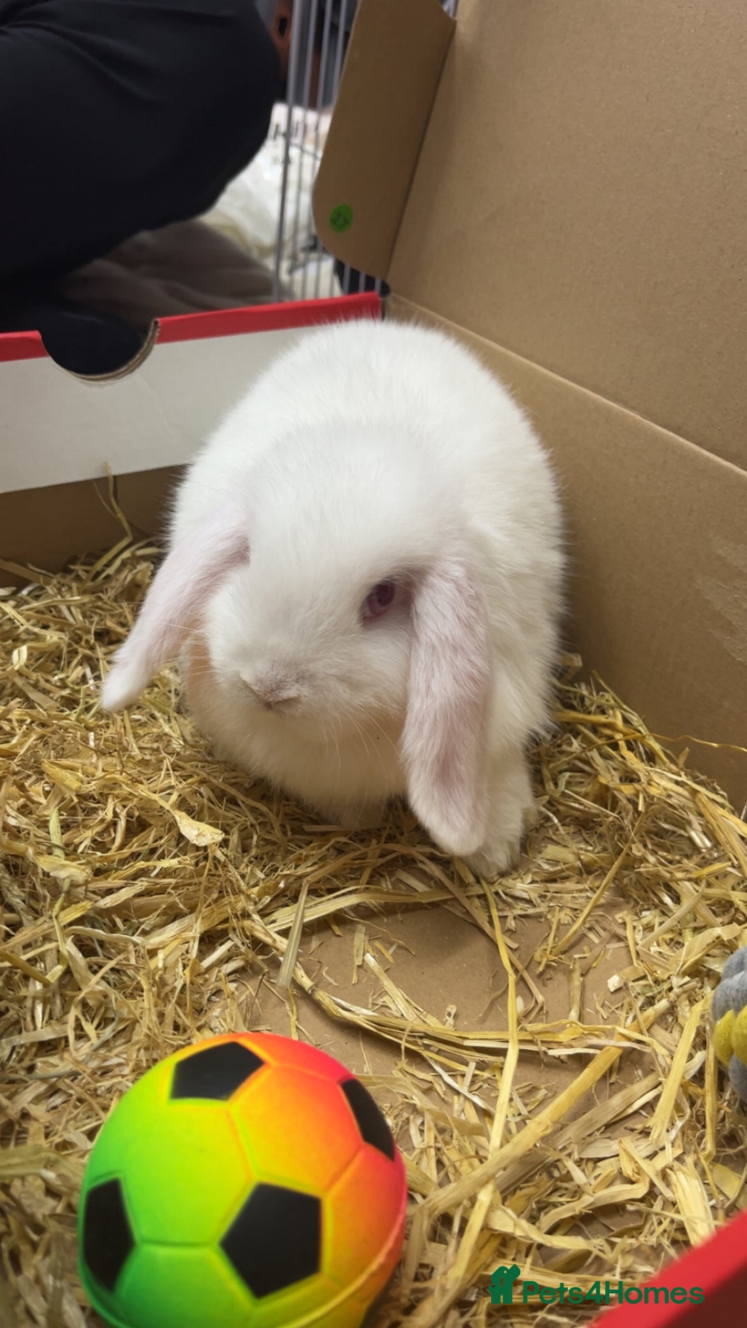 Mini Lop rabbits for sale: Snowball The Mini Lop Rabbit - Albino  - Image 4