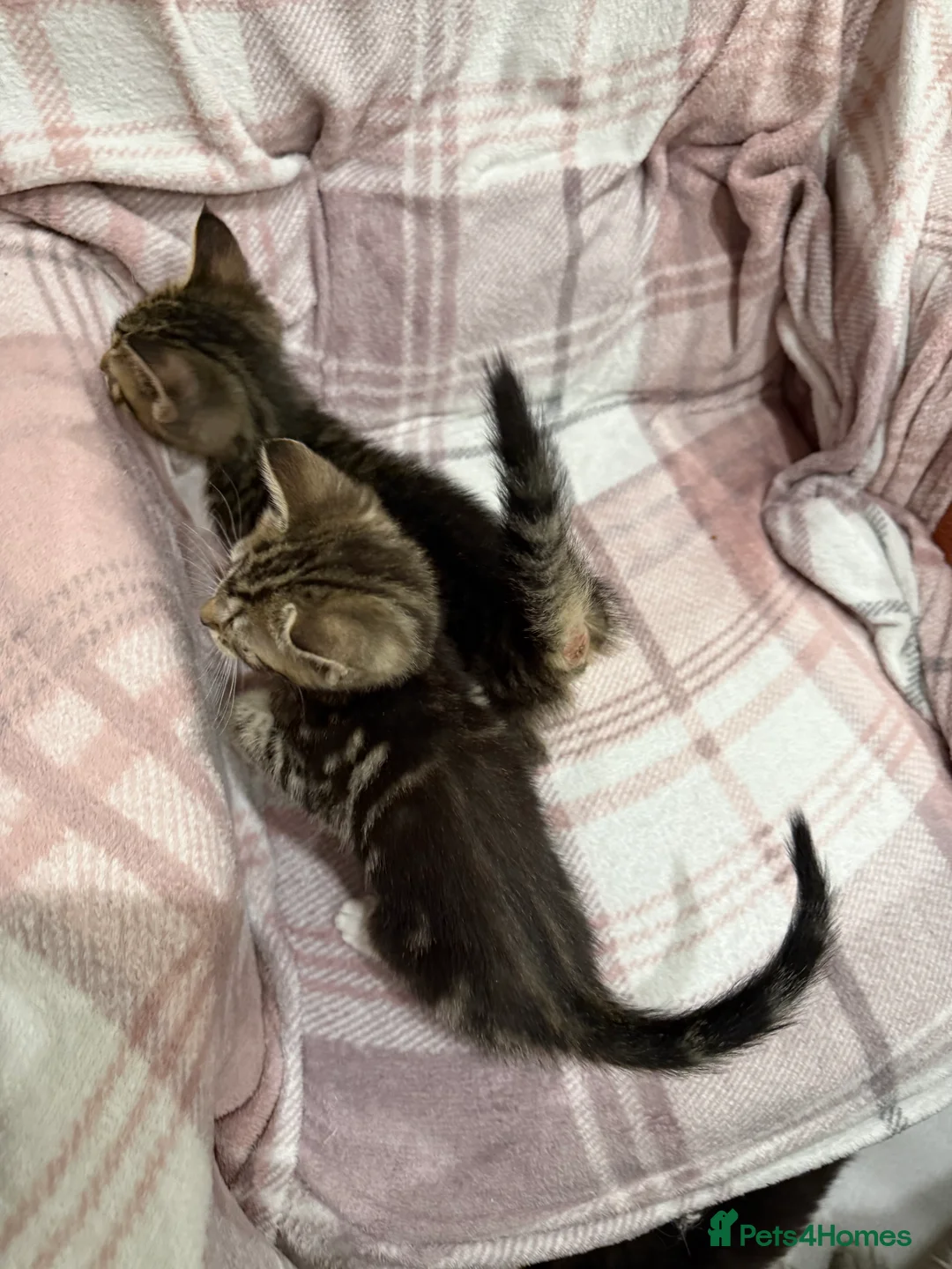 Mixed Breed cats for sale: Mixed breed kittens  - Advert 8