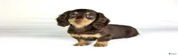 Miniature Dachshund dogs for sale: 2 Longhair chocolate and cream female’s  - Advert 6