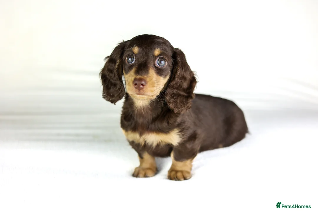 Miniature Dachshund dogs for sale: 2 Longhair chocolate and cream female’s  - Advert 6