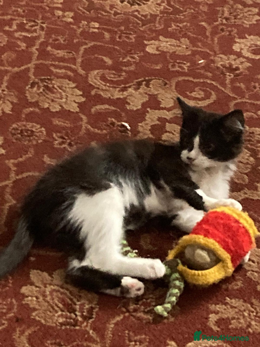 Domestic Shorthair cats for sale: Playful Kitten for Sale  - Image 2