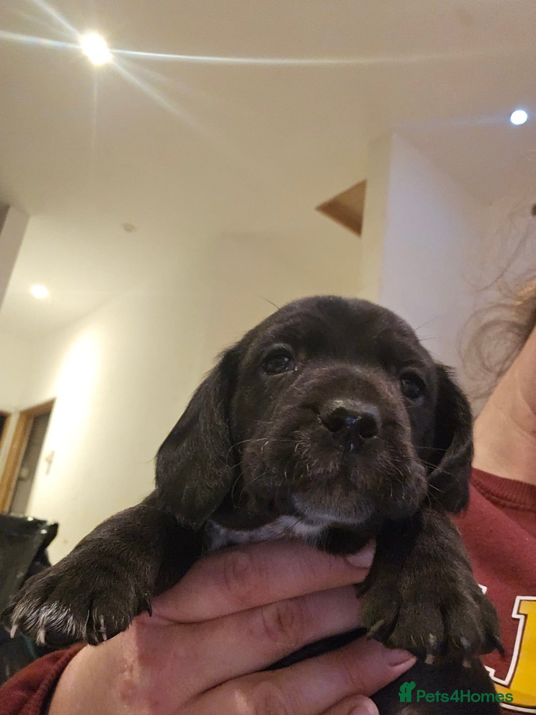 Mixed Breed dogs for sale: Springer spaniel x miniature dachshund  - Advert 2