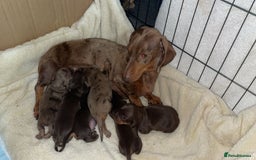 Dachshund dogs for sale: Dachshund miniature puppies - Advert 3