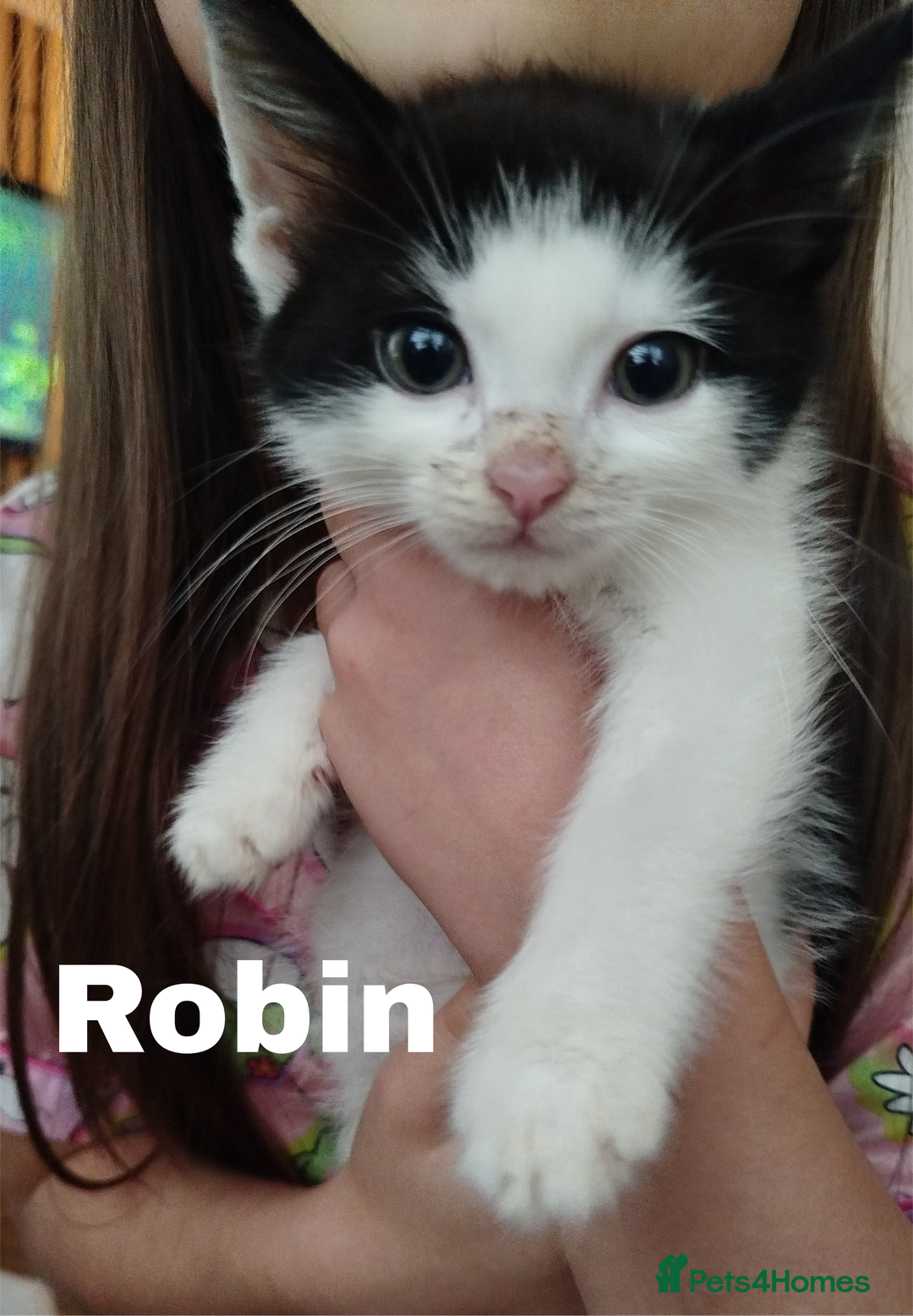 Mixed Breed cats for sale: Batman, Robin and Princess Noodle - Advert 4
