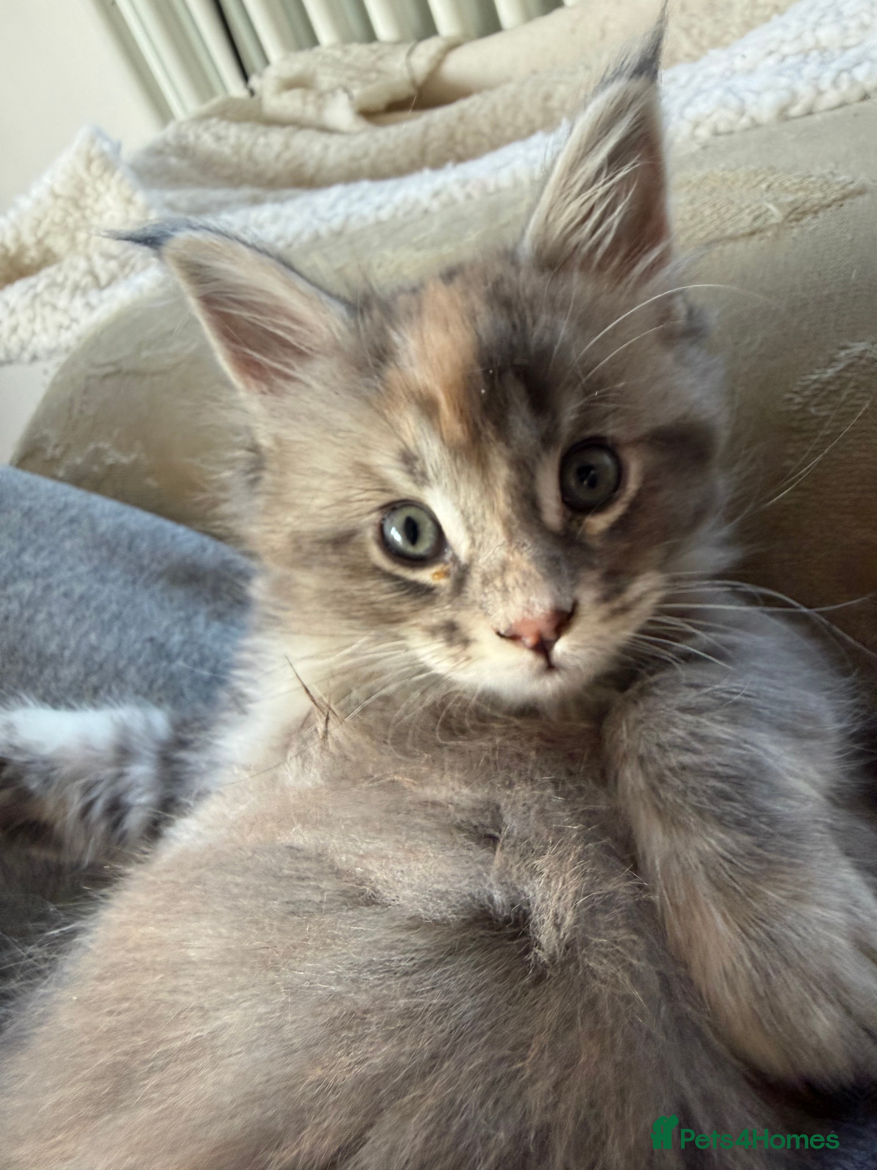 Maine Coon cats Superb full pedigree Maine Coon Kittens  - Advert 4